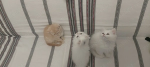 Pui British Shorthair Longhair White&Gold