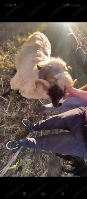 oi breze de calitate - imagine 4 oi breze de calitate - imagine 4