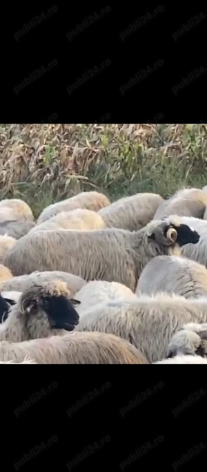 oi breze de calitate - imagine 6 oi breze de calitate - imagine 6