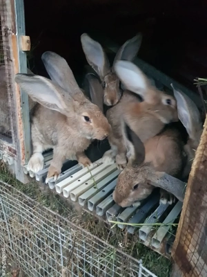 Vand iepuri de rasă  - imagine 3 Vand iepuri de rasă  - imagine 3