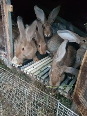 Vand iepuri de rasă  - imagine 2 Vand iepuri de rasă  - imagine 2