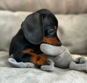 Teckel mascul superb - imagine 2