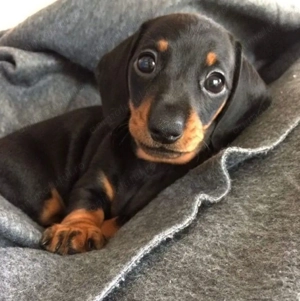 Teckel pitic mascul și femela - imagine 2