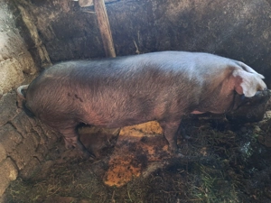 Vând porc de tăiat 15 lei pe kg 