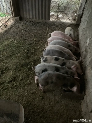 purcei 8-9 saptamani - imagine 2 purcei 8-9 saptamani - imagine 2