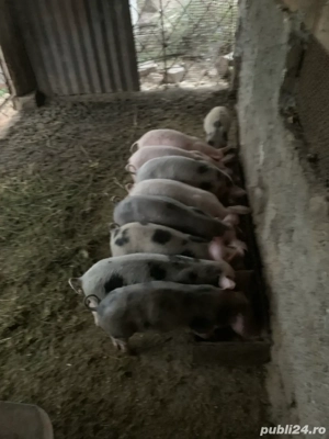 purcei 8-9 saptamani