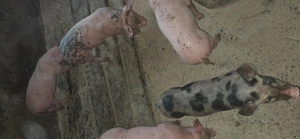 Vând purcei 7 săptămâni  mascori castrati