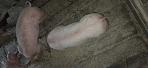 Vând purcei 7 săptămâni  mascori castrati - imagine 4 Vând purcei 7 săptămâni  mascori castrati - imagine 4