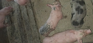 Vând purcei 7 săptămâni  mascori castrati - imagine 2 Vând purcei 7 săptămâni  mascori castrati - imagine 2