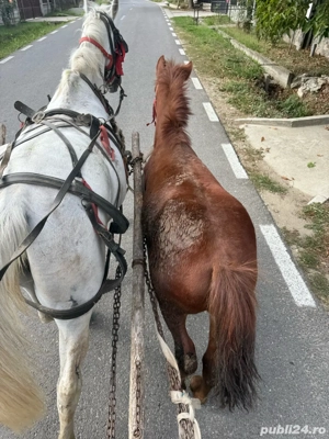 vand carlana  - imagine 2 vand carlana  - imagine 2