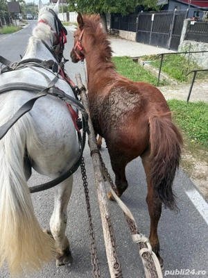 vand carlana  - imagine 3 vand carlana  - imagine 3