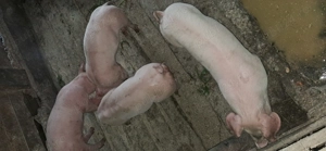 Vând purcei 7 săptămâni  mascori castrati - imagine 5 Vând purcei 7 săptămâni  mascori castrati - imagine 5