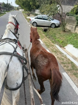 vand carlana  - imagine 5 vand carlana  - imagine 5