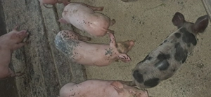 Vând purcei 7 săptămâni  mascori castrati - imagine 3 Vând purcei 7 săptămâni  mascori castrati - imagine 3