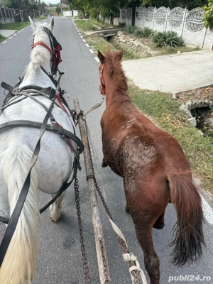 vand carlana  - imagine 4 vand carlana  - imagine 4