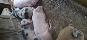 Vând porci 90 -100 kg - imagine 2 Vând porci 90 -100 kg - imagine 2