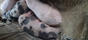 Vând porci 90 -100 kg