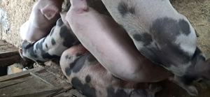 Vând porci 90 -100 kg - imagine 3 Vând porci 90 -100 kg - imagine 3