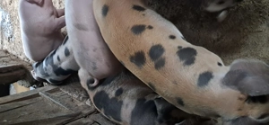 Vând porci 90 -100 kg - imagine 4 Vând porci 90 -100 kg - imagine 4