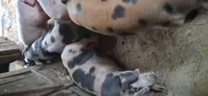 Vând porci 90 -100 kg - imagine 5 Vând porci 90 -100 kg - imagine 5