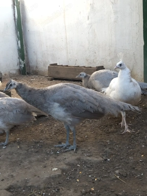 Păuni și fazani  - imagine 2 Păuni și fazani  - imagine 2