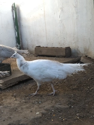 Păuni și fazani  - imagine 3 Păuni și fazani  - imagine 3