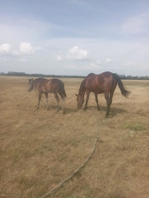Vând iapă cu mânz 