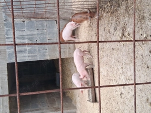 Purceii 8 săptămâni marele alb montata cu vier durok cautam casă noua