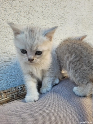 pisici britich - imagine 4