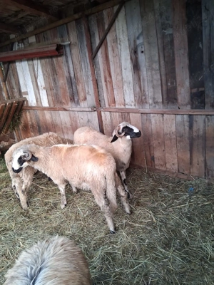 De vânzare berbecuți - imagine 2