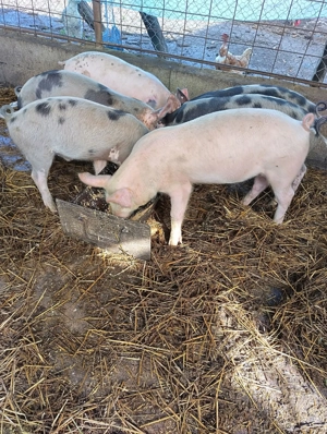 Purcei marele alb cu pietrain - imagine 2