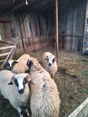 De vânzare berbecuți