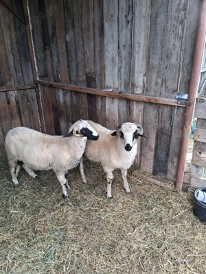 De vânzare berbecuți - imagine 4