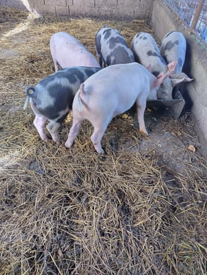 Purcei marele alb cu pietrain - imagine 4