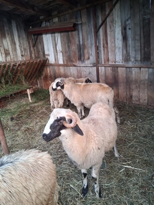 De vânzare berbecuți - imagine 3