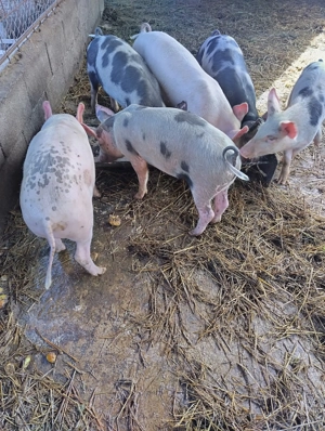 Purcei marele alb cu pietrain - imagine 3