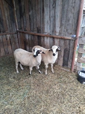 De vânzare berbecuți - imagine 5