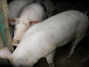 porc de 120-130 kg - imagine 2