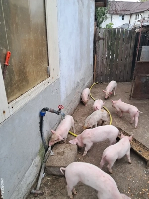 Purcei de vânzare.  - imagine 2