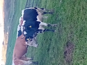 Vând văcuțe sănătoase și hrănite natural