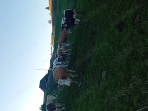 Vând văcuțe sănătoase și hrănite natural - imagine 3