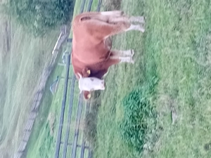 Vând văcuțe sănătoase și hrănite natural - imagine 4