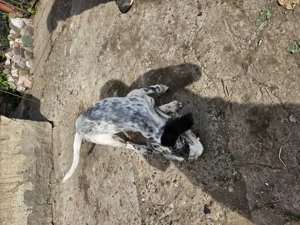 Fetita setter englez  - imagine 3