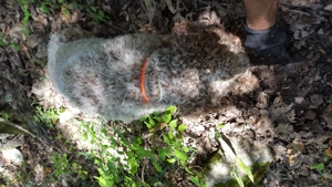 Lagotto Romagnollo pentru căutat trufe