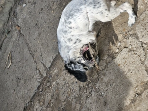 Fetita setter englez  - imagine 4