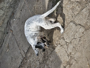 Fetita setter englez  - imagine 2