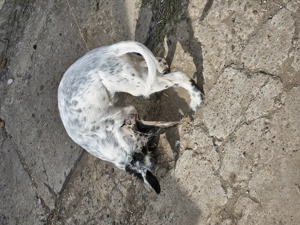 Fetita setter englez  - imagine 5