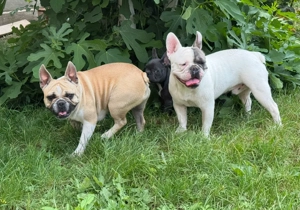 Buldog Francez Doi băieți și o fetiță  - imagine 2