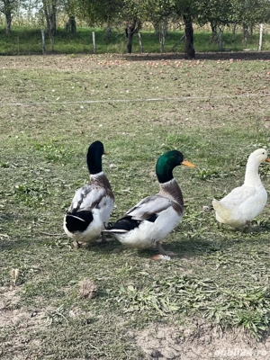 Vand rate de carne sau pentru reproducere crescute exclusiv cu iarba si cereale.  - imagine 5