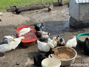 Vand rate de carne sau pentru reproducere crescute exclusiv cu iarba si cereale.  - imagine 3